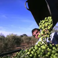 زیتون جزو اولویت توسعه کشاورزی گلستان است