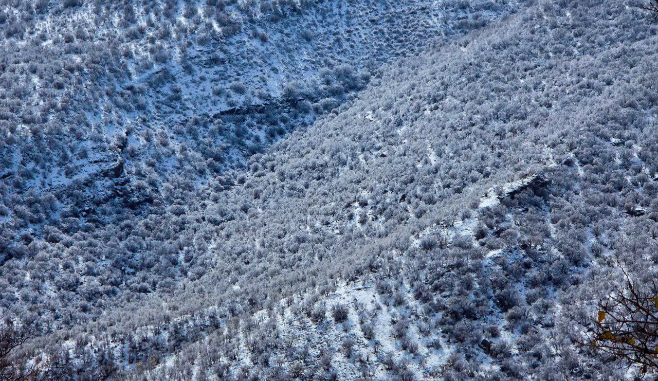 منظره بکر جنگل‌های بلوط ایلام