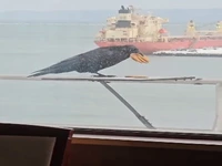 کلاغ باهوش و بار زدنِ تمام بیسکوئیت‌ها در یک پرواز