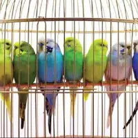 آلودگی کلامیدیا، زنگ خطری برای صاحبان پرندگان زینتی