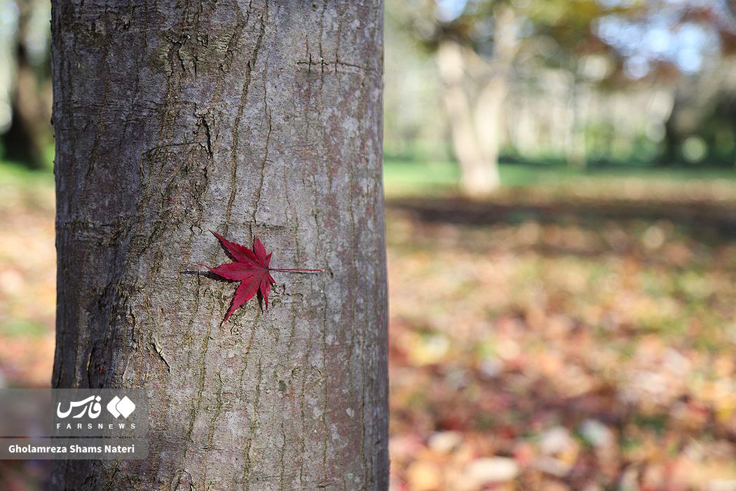 پاییز باغ گیاه شناسی نوشهر