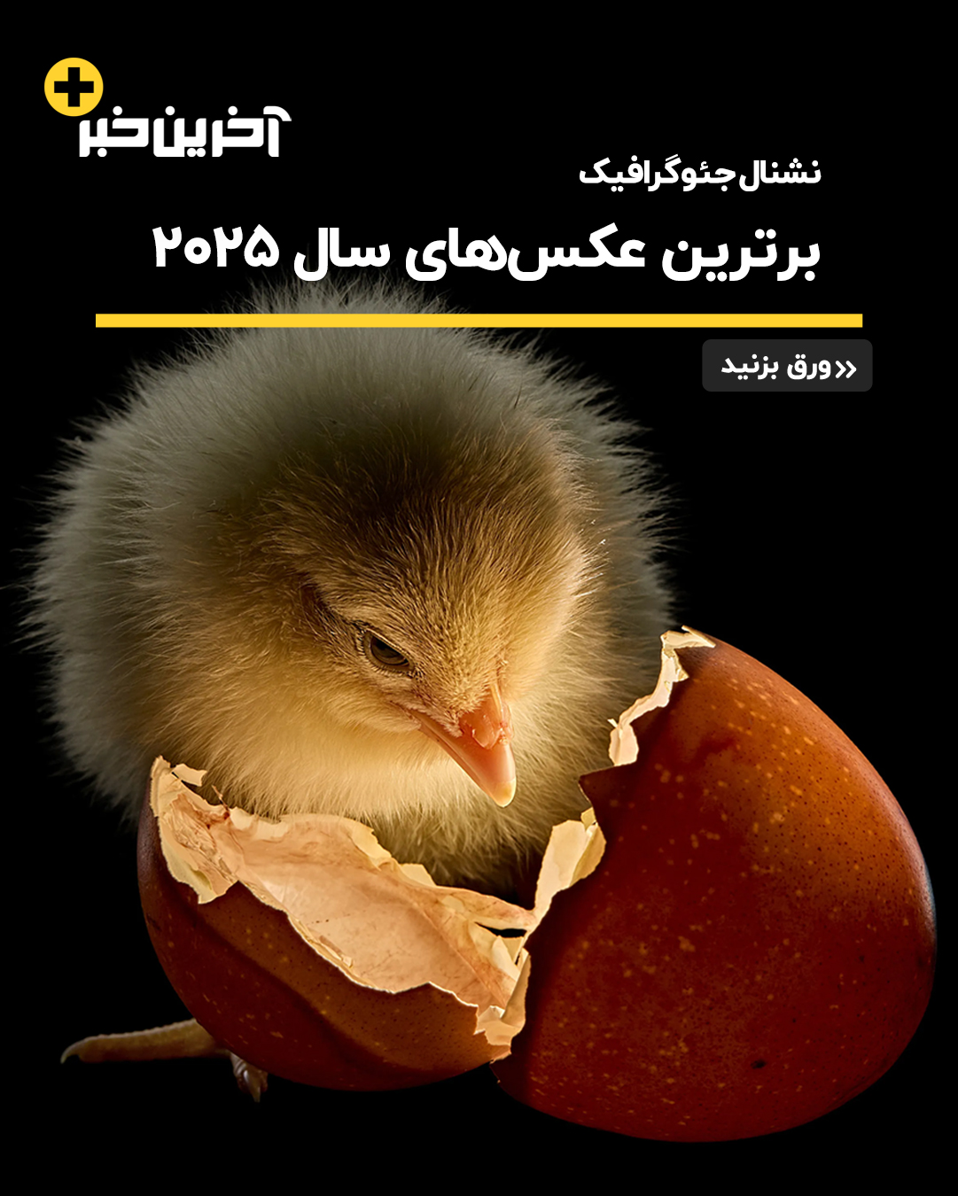 عکس/ برترین عکس های نشنال جئوگرافیک در سال 2025