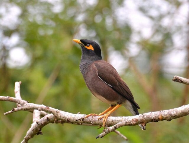 چالش مرغ مینا برای گنجشکهای خراسان شمالی در آینده نزدیک