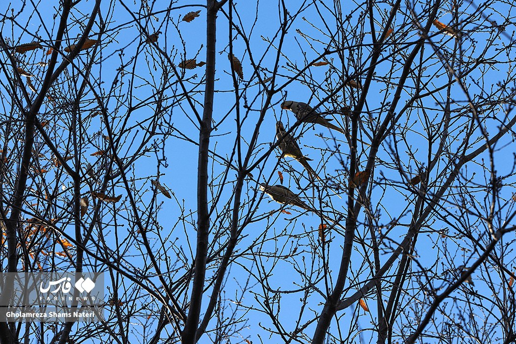 پاییز باغ گیاه شناسی نوشهر