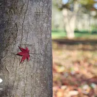 پاییز باغ گیاه شناسی نوشهر