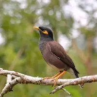 چالش مرغ مینا برای گنجشکهای خراسان شمالی در آینده نزدیک