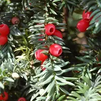 سرخدار معروف به درخت زندگی 