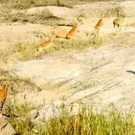 تلاش مشترک شیر و پلنگ برای شکار یک ایمپالا!