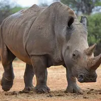  تعقیب چند توریست توسط کرگدن عصبانی !