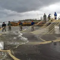 صید ماهیان استخوانی در گیلان ۱۶ درصد افزایش یافت