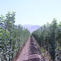 چهار میلیون و ۶۰۰ هزار اصله نهال در مازندران تولید شد