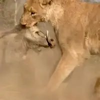 شکار بی دردسر یک گراز وحشی توسط شیر ماده