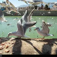 مرغان دریایی در سد بلوار چمران شیراز