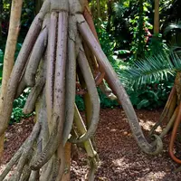 گوناگون/نخل رونده ، درختی که راه می رود