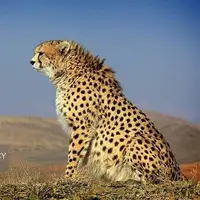 یوزپلنگ نر «هیوا» در پارک ملی توران شاهرود مشاهده شد