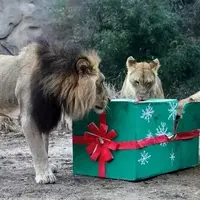 لذت حیوانات در باغوحش از خوراکیهای ویژه کریسمس