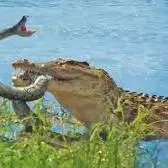 تلاش های مار پیتون برای فرار از دست کروکودیل گرسنه