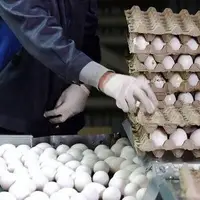 عرضه تخم مرغ بالاتر از این قیمت تخلف است