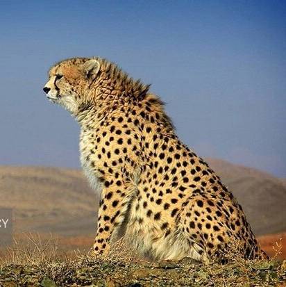 یوزپلنگ نر «هیوا» در پارک ملی توران شاهرود مشاهده شد