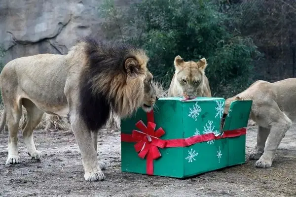 لذت حیوانات در باغوحش از خوراکیهای ویژه کریسمس