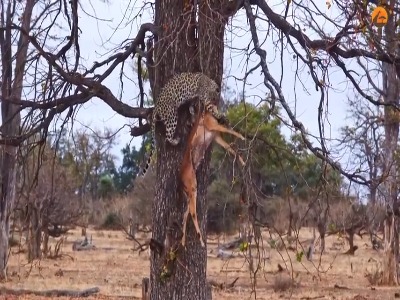 تلاش ناموفق پلنگ برای بردن لاشه ایمپالا به بالای درخت