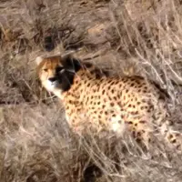 «هیوا» دیده شد