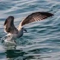 ترفند دیدنی یک پرنده برای شکار ماهی