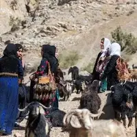 لحظات پرهیجان نجات یک قوچ از زیر آوار در هورامان