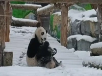 شادی پاندای معروف روسی از بارش برف در مسکو