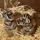 تولد دو توله ببر آمور در باغ وحش مسکو