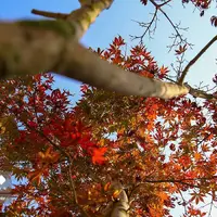 پاییز هزار رنگ جنگل‌های شمال