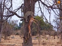 تلاش ناموفق پلنگ برای بردن لاشه ایمپالا به بالای درخت