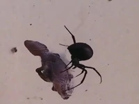 شکار مارمولک توسط عنکبوت