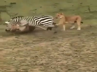 آخرین تلاش‌های گورخر بیچاره برای بقا