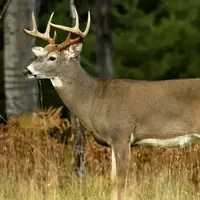 نجات دشوار گوزن گیر کرده روی نردههای سر نیزهای