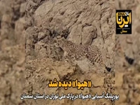 مشاهده «هیوا» یوزپلنگ آسیایی در پارک ملی توران