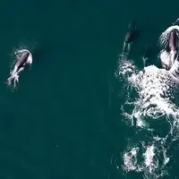 شکار مشترک نهنگ‌ها و دلفین‌ها در سواحل بریتیش کلمبیا