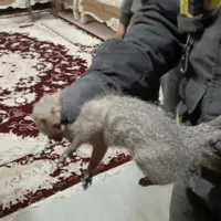 زندهگیری یک قلاده خدنگ از ساختمان مسکونی در اصفهان