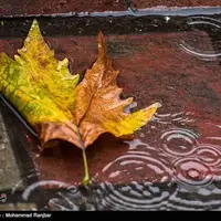 باران به کهگیلویه و بویراحمد برگشت؛ بارش نرمال در زمستان و بهار