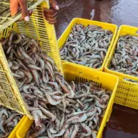 بوشهر در آستانه ثبت رکورد جدید تولید میگو