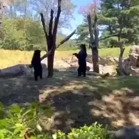 لحظهای دیدنی از الاکلنگ بازی دو خرس