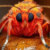 درخشش شب‌پره ببر یاقوتی