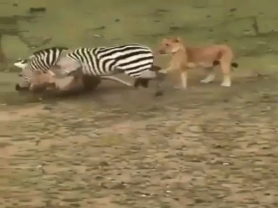 آخرین تلاشهای گورخر بیچاره برای بقا