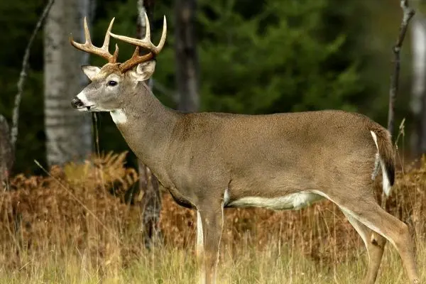 نجات دشوار گوزن گیر کرده روی نردههای سر نیزهای