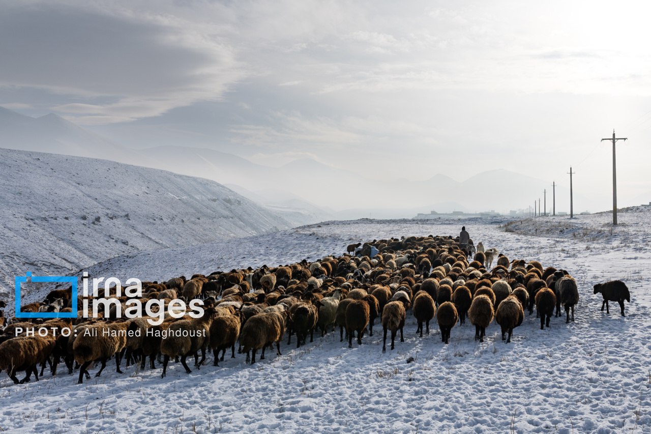 طبیعت برفی دامنه‌های سهند