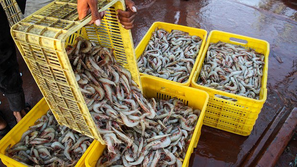 بوشهر در آستانه ثبت رکورد جدید تولید میگو