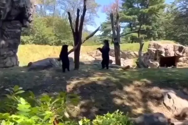 لحظهای دیدنی از الاکلنگ بازی دو خرس