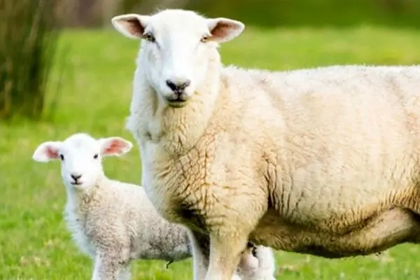 محافظت گوسفند از بره تازهمتولدشده در برابر سگ
