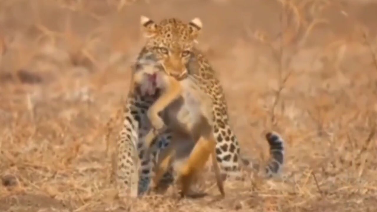 لحظه شکار بابون بیچاره توسط پلنگ