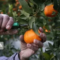 هواشناسی: سرمای آسیبزا به مرکبات در مازندران نداریم